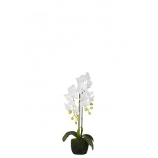 Orchidee - 12508